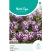 Alyssum Royal carpet