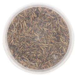 Black soldier flies 3L Smulti