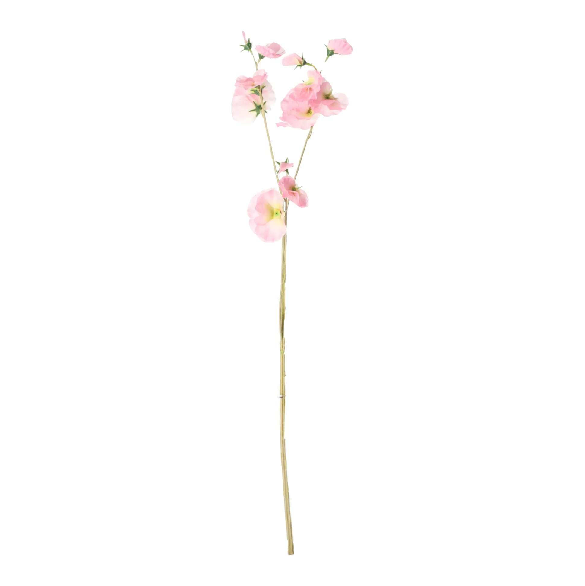 Lathyrus op steel roze 60 cm