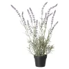 Lavendel in pot, 3 assorti